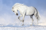 Fototapeta Fototapety na ścianę do pokoju dziecięcego - Beautiful white horse run in snow field 