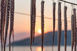 Octopus hanging on a line at sunset.