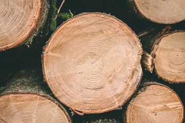 Stack of wood with annual rings