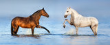 Fototapeta Konie - Two beautiful horses standing in blue water. Panorama for website