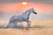 White Horse Runs Gallop Through The Water With Spray At Pink Dawn