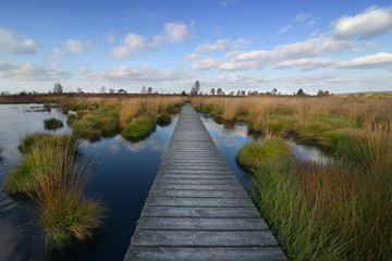 hohes venn im herbst