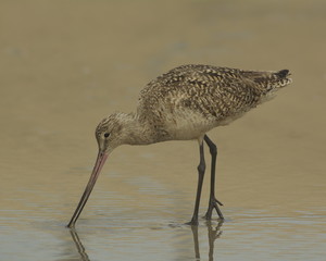 Marbled Godwit