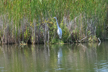 Wall Mural - Egret