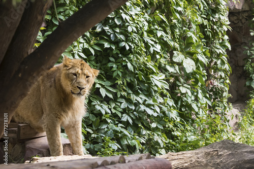 pride rests before the hunt, young male Asian lion Canvas Print