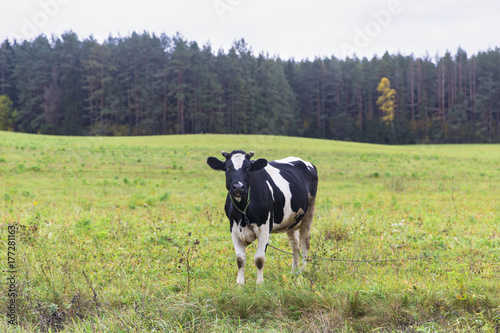 Zdjęcie XXL krowa na łące