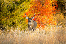 This Whitetail Buck Was Searching For Doe Along This Very Colorful Tree Line At Sunrise On This Late Autumn Morning.