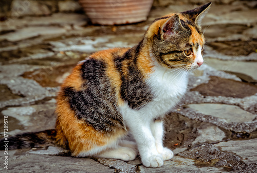 orange and white calico cat