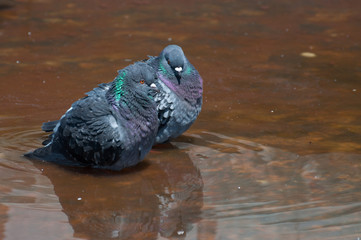 pair of doves in a water fountain