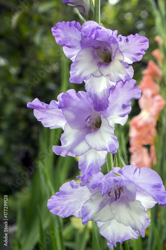 Zdjęcie XXL Gladiolus hortulanus ozdobnych kwiatów w rozkwicie, fioletowy kolor biały