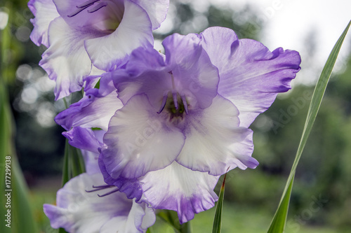 Zdjęcie XXL Gladiolus hortulanus ozdobnych kwiatów w rozkwicie, fioletowy kolor biały