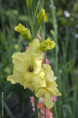 Plakat Gladiolus hortulanus ornamentacyjni kwiaty w kwiacie, żółty zielony kolor