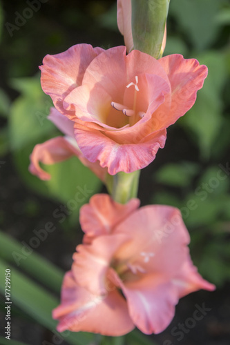 Zdjęcie XXL Gladiolus hortulanus ozdobnych kwiatów w rozkwicie, pomarańczowy różowy kolor