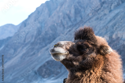 Closeup image of a camel with mountain background Poster