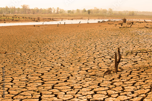 Fotografie, Obraz Herd of cows're walking on river because global warming and El Nino effect