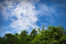 Green Tree Top Line Over Blue Sky And Clouds Background In Summer