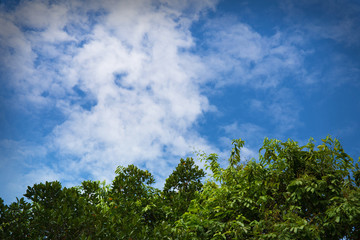 Green tree top line over blue sky and clouds background in summer