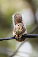 Wall Mural - Eastern Grey Squirrel on a Wire