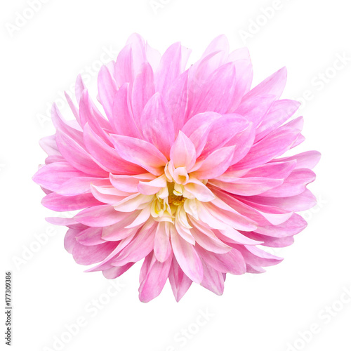 single pink flower dahlia