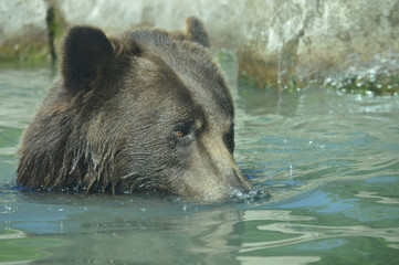 Wall Mural - Grizzly bear in the water