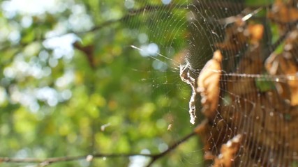 The spider is sitting on a cobweb. The web is poured into the sun. Stedikam shot is suitable for the background.
