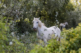 Fototapeta Konie - A white horse stands in the bushes in the Camargue national park in France