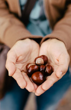 Girl Holding Many Chestnuts In Her Hands