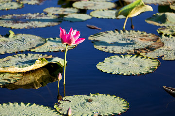 Wall Mural - tranquility in the pond with waterlily aquatic blossom flower