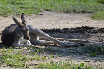 Wall Mural - Kangaroo