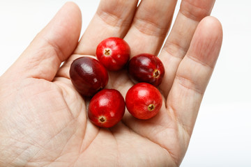 Wall Mural - red cranberry fruit