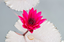 Red Waterlily Flower Blossom In A Pond