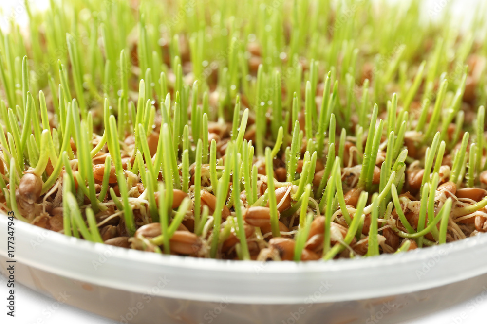 Fresh wheat grass in plate, closeup