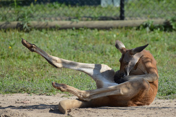 Poster - Kangaroo