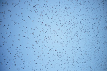 Birds Flying In The Blue Sky