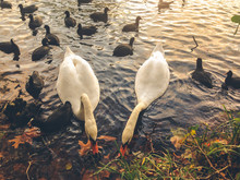 Swans And Ducks On The Lake