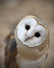 Curious Barn Owl Closeup Portrait
