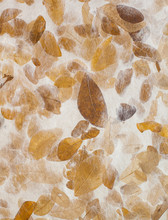 Old Leafs Pressed On Paper, Abstract Background