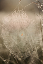 Morningdew Spiderweb