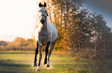 Fototapeta Konie - Beautiful arabian horse run gallop in flower field