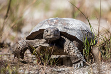 Gopher Tortoise (Gopherus Polyphemus), Caladesi Island, Florida