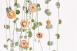© Mihael Blikshteyn Photography/Stocksy - String of Hearts plant with dried pink flowers isolated on white background