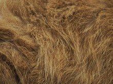 Macro Close Up Dark Brown Messy Dry Hard Fur Thai Siamese Cat, Dirty Belly Part, Selective Focus Abstract Background