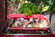 Smiling Dog And Boy In The Backseat Of A Red Car With A Christmas Tree On The Roof
