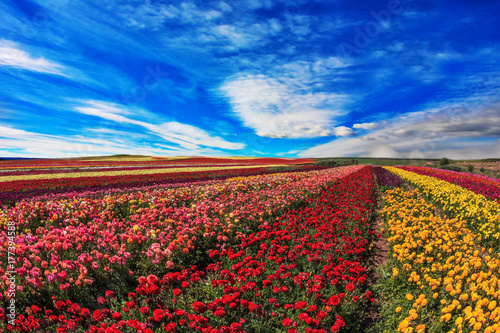 Farmer fields with the flowers