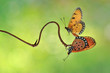 Butterfly,Butterfly Mating,