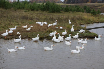 Wall Mural - a flock of white geese bathing in the river and walking along the shore