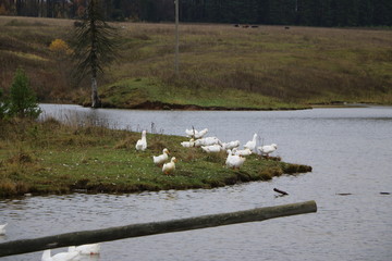 Wall Mural - a flock of white geese bathing in the river and walking along the shore