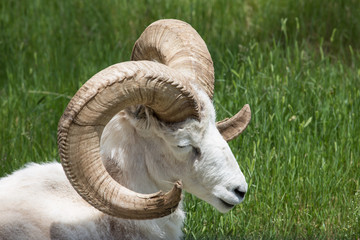 Ram basking in the sun