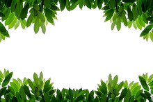 Fresh Green Leaves Frame Isolated White Background