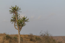 African Cactus. Angola.